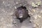 American mink, Mustela vison