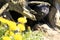 American mink / Neovison vison in front of its den