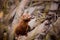 American Mink sitting on a beaver dam