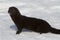 American mink standing in the snow near a small river in win