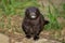 American mink staring at camera