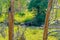 American moose in nature Yellowstone park