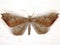 American moth butterfly (family Hedylidae) Macrosoma rubedinaria