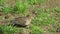 American mourning dove searching for food on the grass