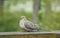 An American mourning dove on top of the wooden deck