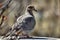 American mourning dove - zenaida macroura - or rain dove