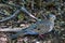 American Mourning Dove zenaida macroura or rain dove perched on tree branch