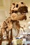American Museum of Natural History. New York.. Fossils minerals dinosaurs dioramas. tyrannosaurus
