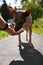 American naked terrier eats berry from his hand