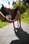 American naked terrier eats berry from his hand