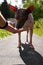 American naked terrier eats berry from his hand