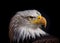 American national bird Bald Eagle on black background, AI-generated