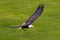 American Osprey in flight