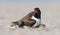 American Oyster Catcher with chicks