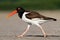 American Oystercatcher