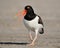 American Oystercatcher