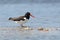 American Oystercatcher