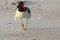 American Oystercatcher