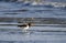 American Oystercatcher on beach, Hilton Head Island