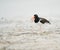 An American Oystercatcher calling on the beach