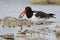 American Oystercatcher catching a in a rocky tidal pool