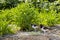 American Oystercatcher Chick and Mother Portrait