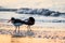 American Oystercatcher couple are banded as they forage on the beach at sunrise in Cape May, NJ