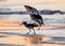 American Oystercatcher couple are banded as they mate and forage on the beach at sunrise in Cape May, NJ