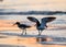 American Oystercatcher couple are banded as they mate and forage on the beach at sunrise in Cape May, NJ