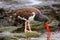 American oystercatcher feeding on Santiago Island in Galapagos N