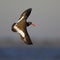 American Oystercatcher in flight