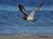 American Oystercatcher in flight