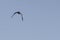 American Oystercatcher in flight making eye contact