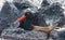 American Oystercatcher in the Galapagos