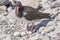 American Oystercatcher Guarding its eggs