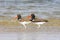 American Oystercatcher (Haematopus palliatus)