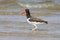 American Oystercatcher (Haematopus palliatus)