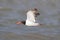 American Oystercatcher (Haematopus palliatus)