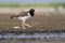 American Oystercatcher (Haematopus palliatus)