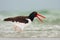 American Oystercatcher, Haematopus palliatus, water bird in the wave, with open red bill, Florida, USA