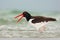 American Oystercatcher, Haematopus palliatus, water bird in the wave, with open red bill, Florida, USA