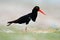 American Oystercatcher, Haematopus palliatus, water bird in the wave, with open red bill, Florida, USA. Wildlife scene from nature