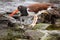 American oystercatcher on Santiago Island in Galapagos National