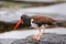 American oystercatcher on Santiago Island in Galapagos National