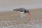 American Oystercatcher Searching for Food
