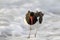 American Oystercatcher in surf