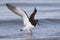 American Oystercatcher taking flight - Pinellas County, Florida