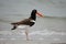 American Oystercatcher Wrightsville Beach North Carolina