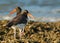 American Oystercatchers