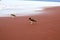 American Oystercatchers   832539